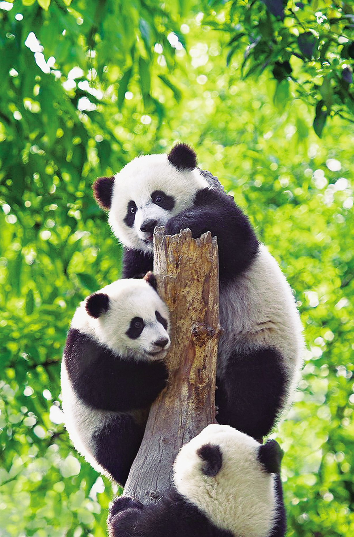 Giant pandas in Sichuan
